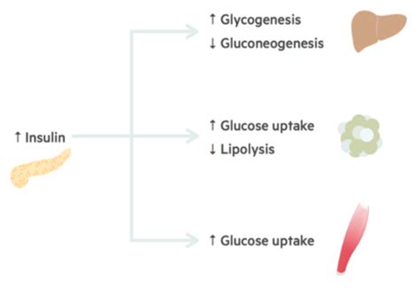 Pharmacology for Diabetes Mellitus Flashcards | Quizlet