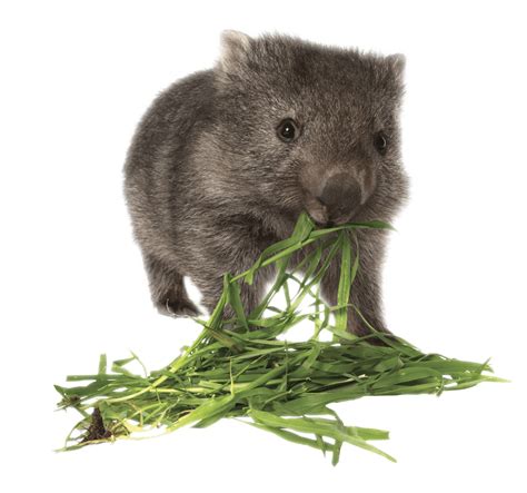 Wombat Eating Grass transparent PNG - StickPNG