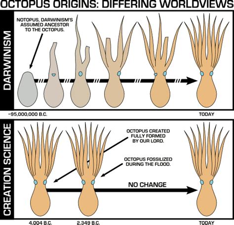 OBJECTIVE: Creation Education | Octopus Origins