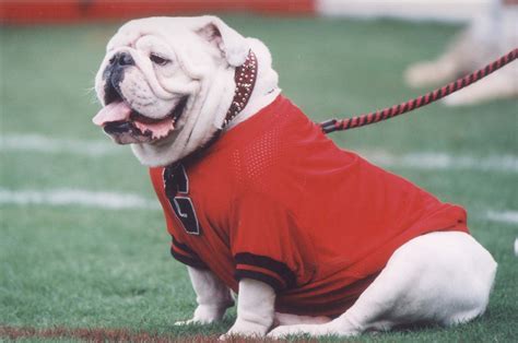 Georgia Bulldogs Mascot Uga VI Watching the Game