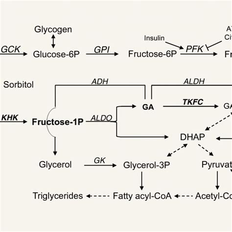 Fructose Metabolism Pathway