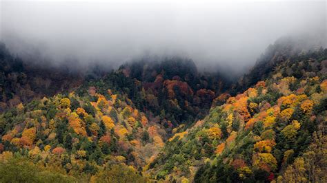 Download wallpaper 3840x2160 forest, trees, autumn, fog, nature 4k uhd ...