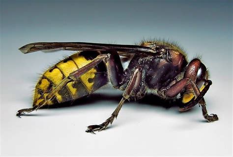 European hornet - Alchetron, The Free Social Encyclopedia