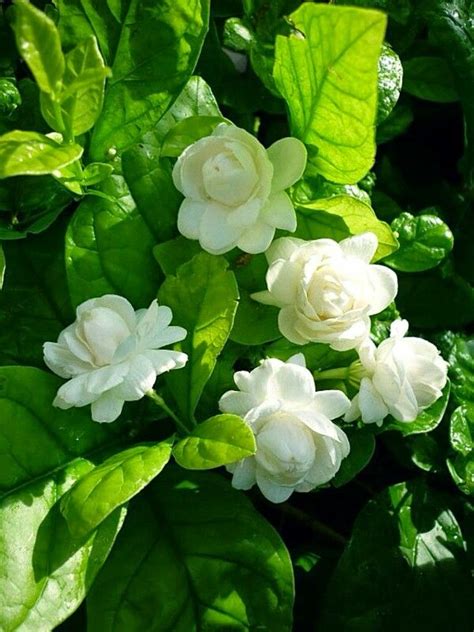 Jasmine flowers.mogra....... | Exotic flowers, Jasmine plant, Flower fragrance