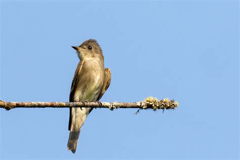 Western Wood-Pewee | Audubon Field Guide