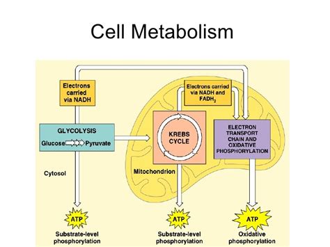 The Cell : Metabolism Diagram | Quizlet