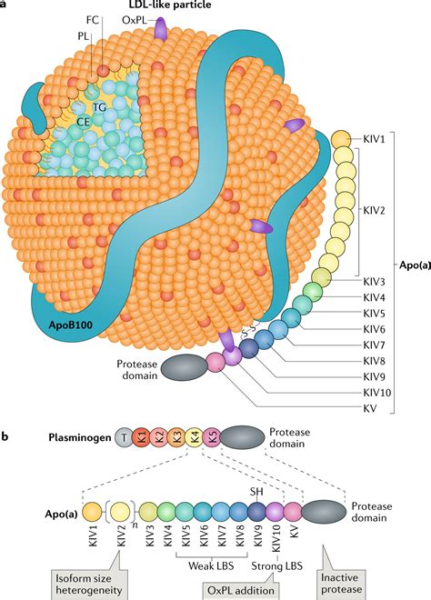 High Lipoprotein a Life Expectancy and Treatment