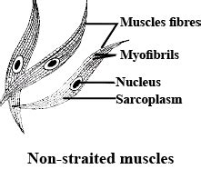 Draw a neat labelled diagram of non - striated muscle.