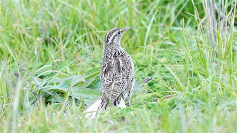 jack williamson | Western Meadowlark: Habitat - How Much is Enough