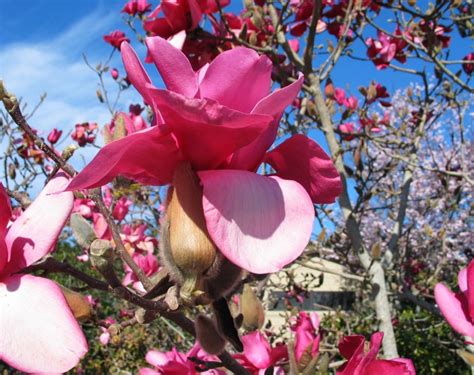 List of Flowering Trees You’ll Love!