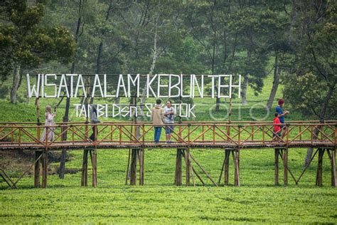 WISATA ALAM KEBUN TEH TAMBI SIKATOK | ANTARA Foto