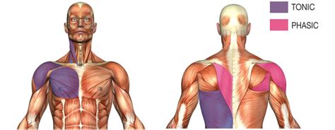 TONIC VS PHASIC MUSCLES | Posture Medic