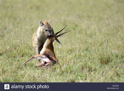 Hyena With Prey Stock Photos & Hyena With Prey Stock Images - Alamy