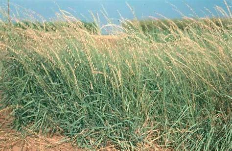 Grama grass | Native American, drought-tolerant, grassland | Britannica