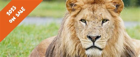 Picniq: Longleat tickets now on sale for 2023!🦁 | Milled