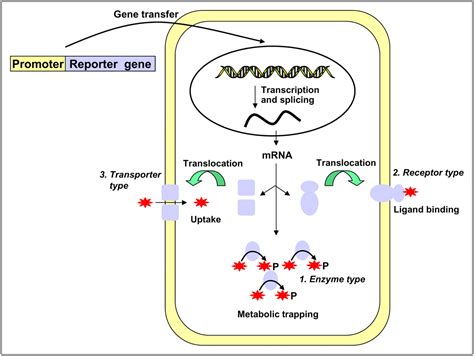 Molecular-Genetic Imaging Based on Reporter Gene Expression | Journal of Nuclear Medicine