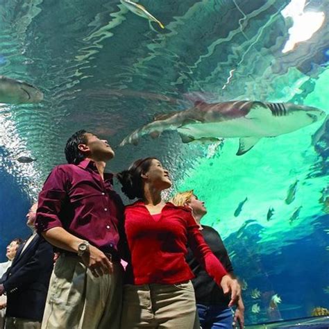 Newport Aquarium - 2018 All You Need to Know Before You Go (with Photos) - TripAdvisor