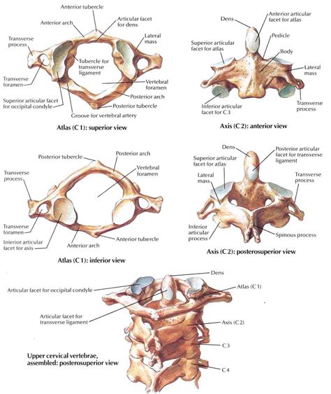 Image from https://classconnection.s3.amazonaws.com/794/flashcards/2538794/jpg/cervical ...