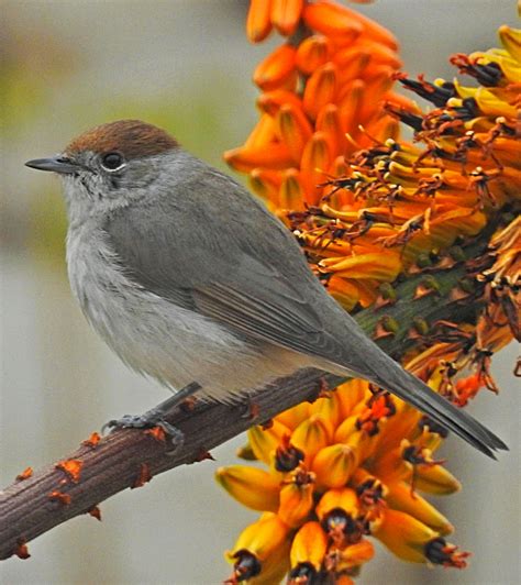 BIRDWALKERMONDAY: 17-3-2016 MONTE CORONA, VALENCIA - EURASIAN BLACKCAP (FEMALE) (Sylvia atricapilla)