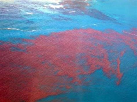 Red Sea: A Wonder of Nature : Plantlet Red sea-a wonder of science