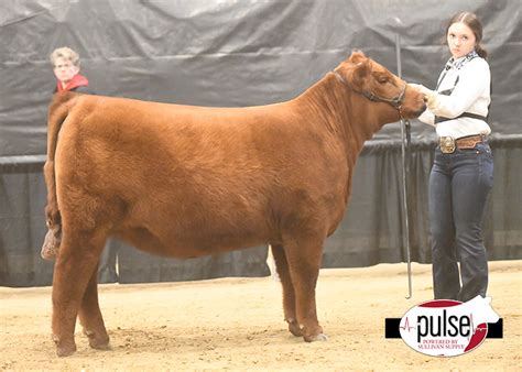 Jackrabbit Memorial Jackpot | Breeding Heifers – Red Angus Ring A | The Pulse