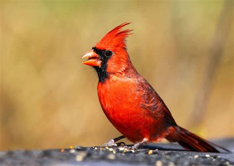 How to Choose the Best Cardinal Bird Feeder: Food, Reviews, FAQ’s, Top ...