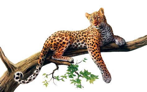 Jaguar Png Picture Transparent HQ PNG Download | FreePNGImg