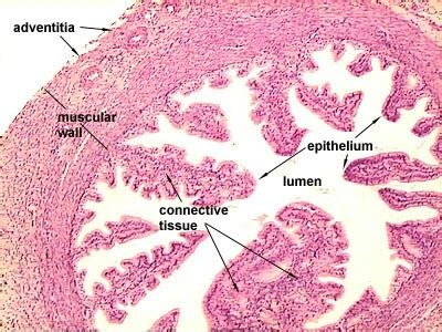 Fallopian tube | Histology slides, Tissue biology, Reproductive system