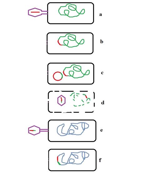 Transduction in Bacterial Cells - Definition, Genetics and Steps