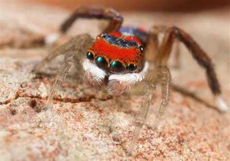 IMG_0045 peacock spider Maratus splendens - a photo on Flickriver