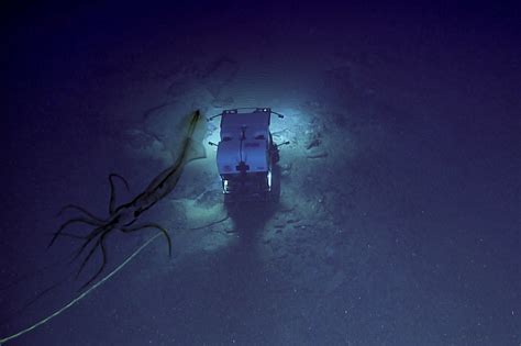 Creepy photo shows giant squid ‘watching’ deep sea mission