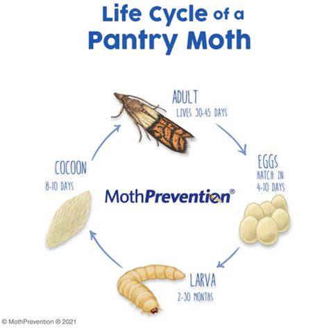 Food Moth Life Cycle - The Life Cycle of A Food Moth