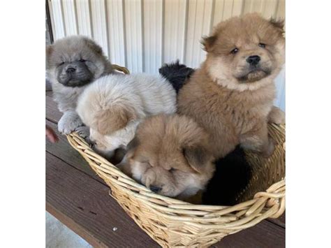 Chow Chow Puppies Charleston - Puppies for Sale Near Me