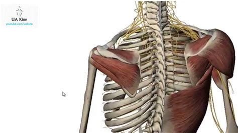 Manguito Rotador / Rotator cuff - Anatomía - YouTube