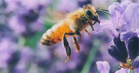 Why Beekeeping is Important | Beekeeping Insider