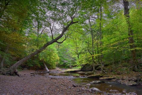 Serene Woodland Creek stock image. Image of leaning, pennsylvania - 45611127