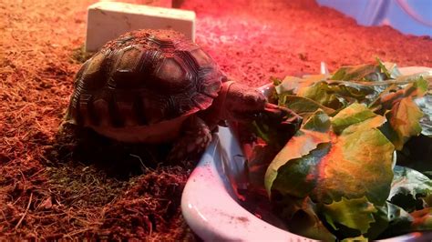 Baby tortoise tank setup - YouTube