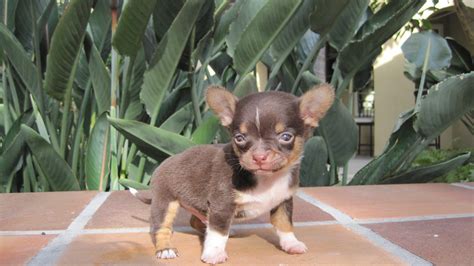 88+ Long Haired Teacup Chihuahua Puppies For Sale California - l2sanpiero