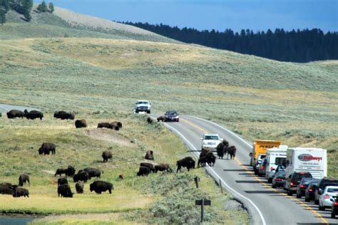 It's not about the destination...: Bison Traffic Jam in Yellowstone National Park!