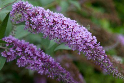 Butterfly Bush Care - How To Care For A Butterfly Bush