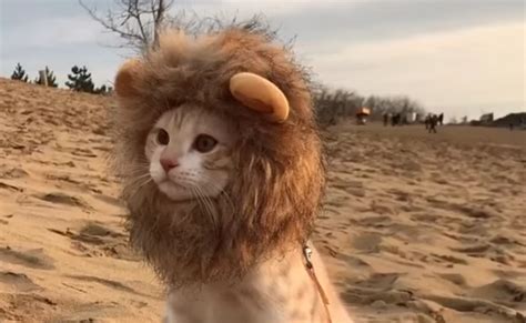 New Species Alert: Adorable Lion Cat! - Cats vs Cancer