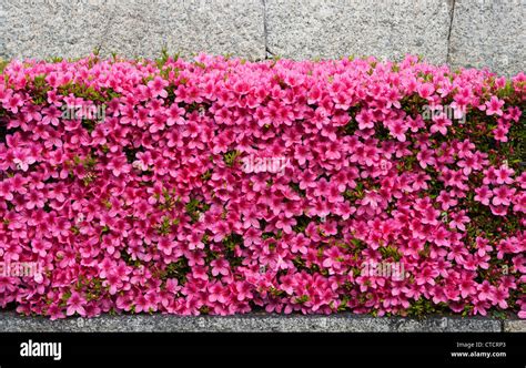 A garden hedge of clipped evergreen azalea (tsutsuji, or Japanese Azalea) in full bloom in Kyoto ...