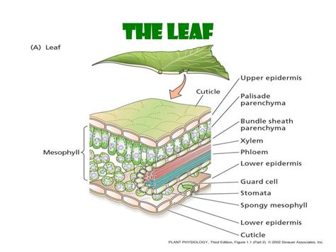 Plant Cells. Overview of Plant Structure - online presentation