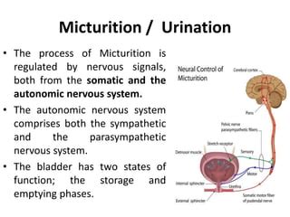 Micturition Reflex.ppt