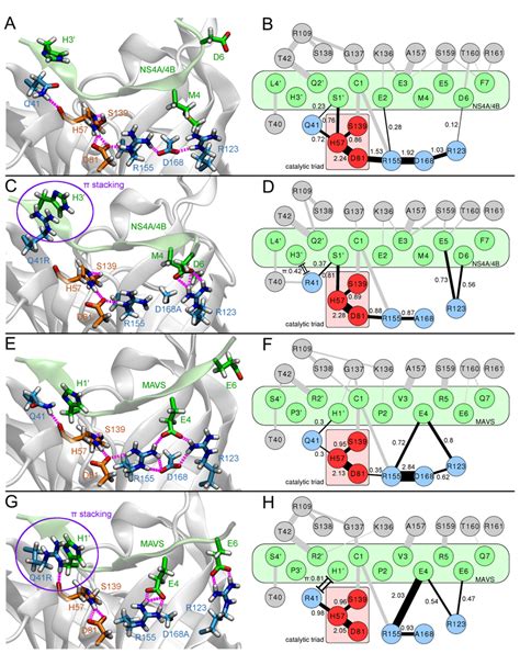 Molecular characterization of protease-substrate interactions.... | Download Scientific Diagram