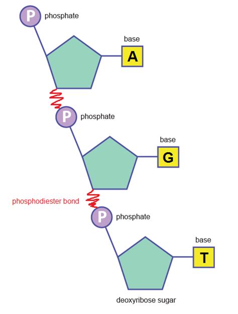 Phosphodiester Bond In Dna