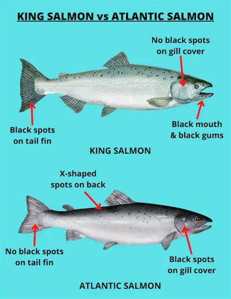 King Salmon vs Atlantic Salmon (Key Differences Explained)