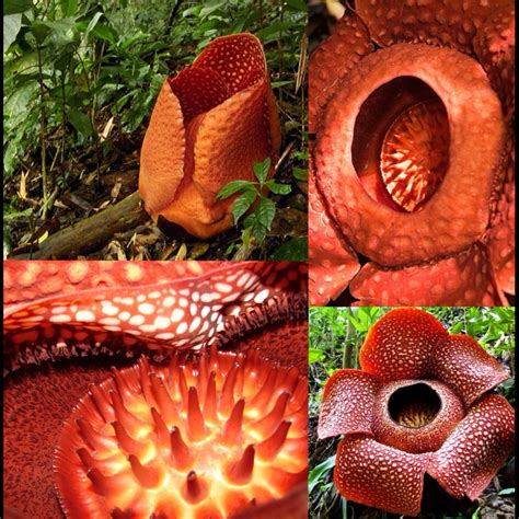 Endanger plants: Rafflesia Arnoldii