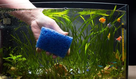 How To Clean Aquarium Glass & Prevent It From Getting Dirty