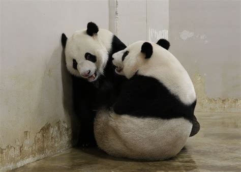 Panda Mating Season And Mating Behaviours (Jia … | Panda, Panda bear, Animals